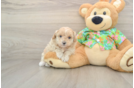 Small Maltipoo Baby
