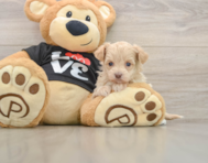 7 week old Maltipoo Puppy For Sale - Premier Pups