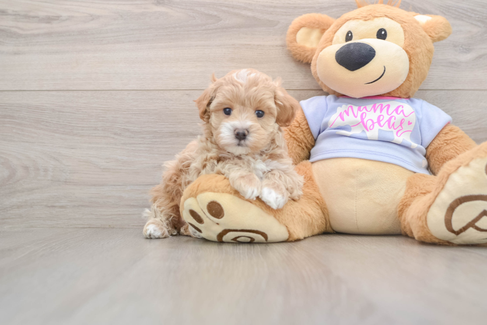 Best Maltipoo Baby