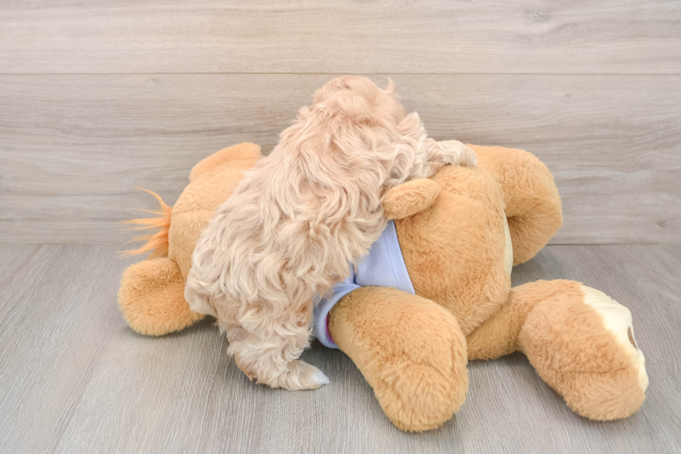 Fluffy Maltipoo Poodle Mix Pup