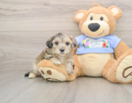 8 week old Maltipoo Puppy For Sale - Premier Pups