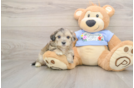 Maltipoo Puppy for Adoption