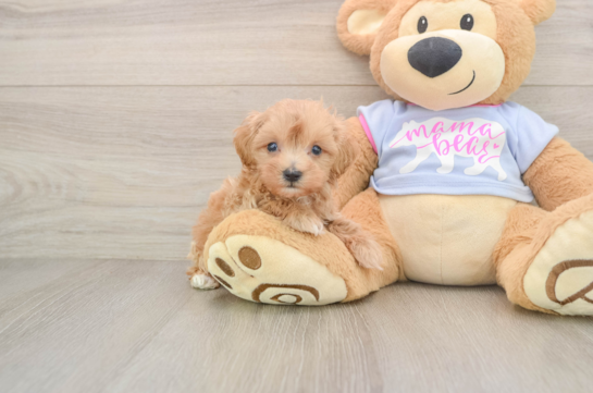 Maltipoo Puppy for Adoption