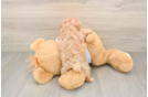 Funny Maltipoo Poodle Mix Pup