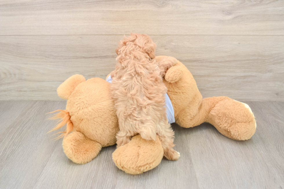Funny Maltipoo Poodle Mix Pup