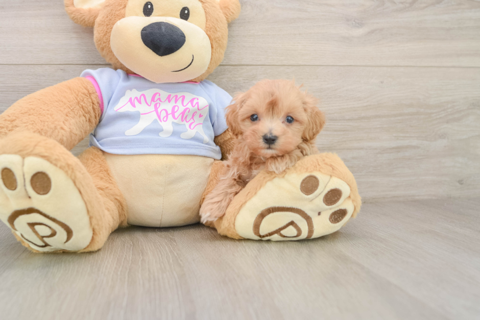 Happy Maltipoo Baby