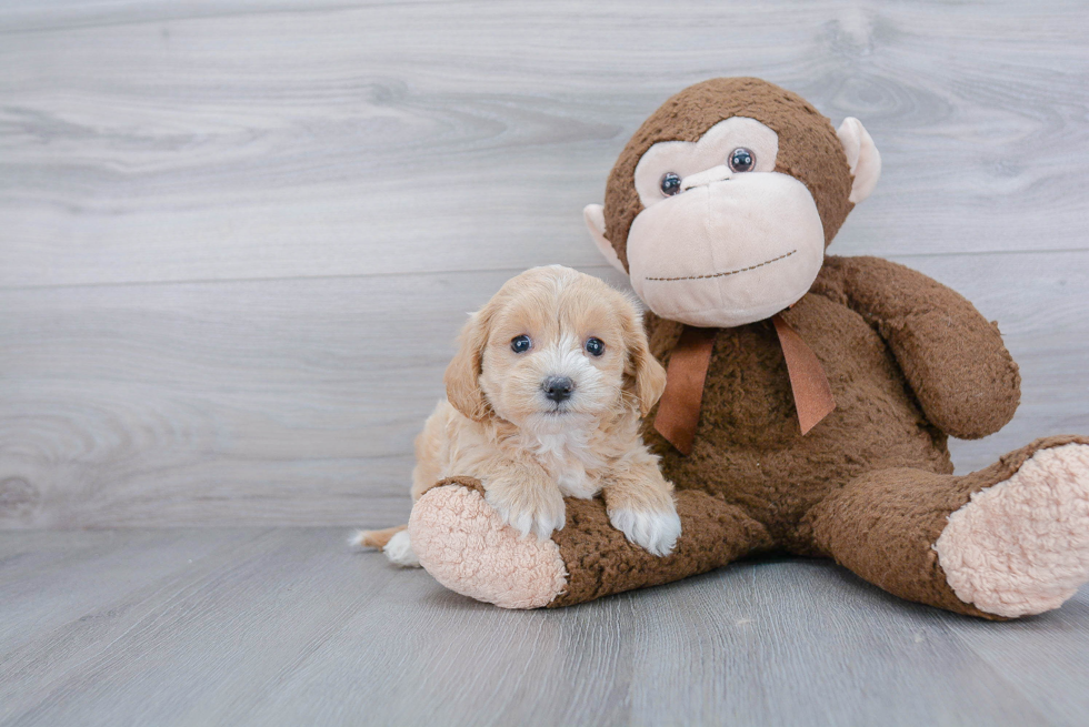 Hypoallergenic Maltepoo Poodle Mix Puppy