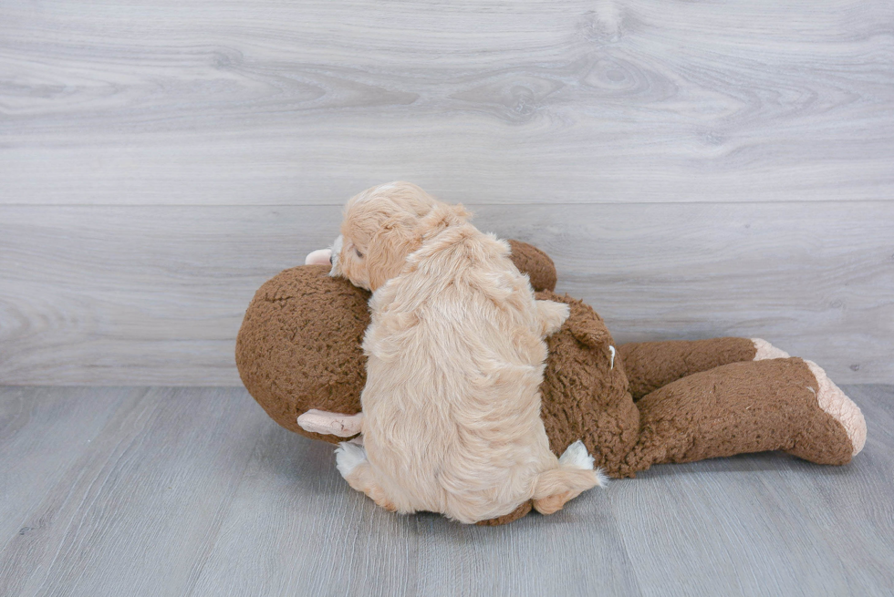 Playful Maltese Poodle Poodle Mix Puppy