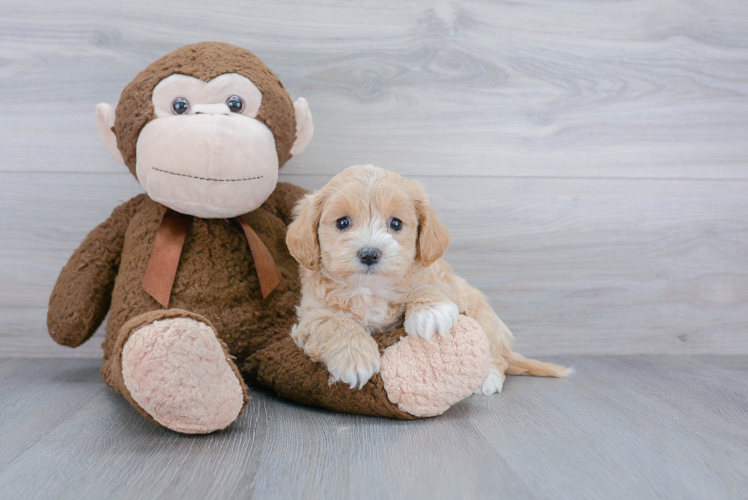 Hypoallergenic Maltese Poodle Poodle Mix Puppy