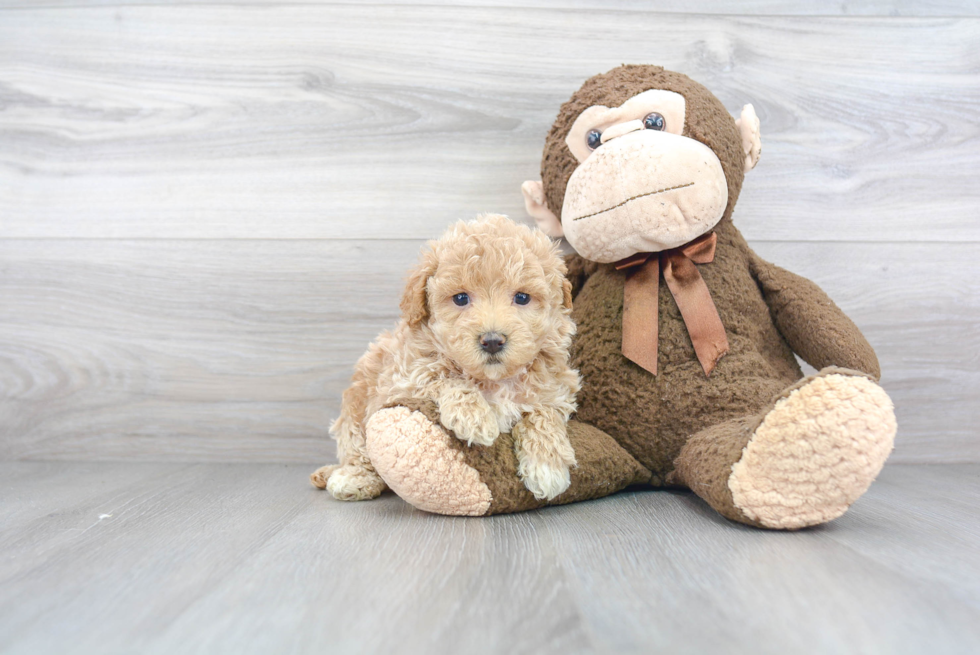 Best Maltipoo Baby