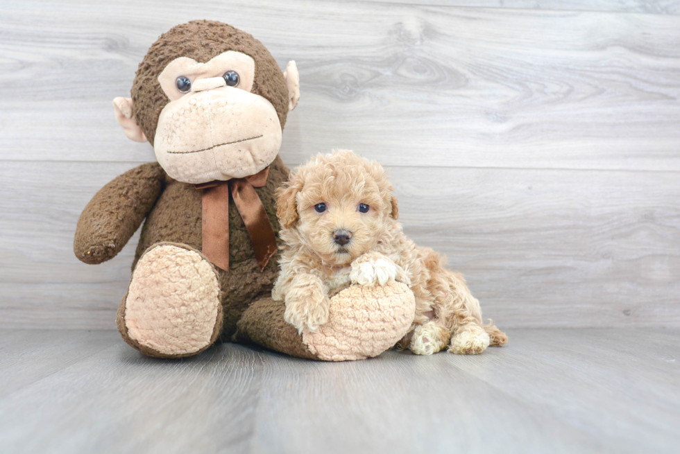 Happy Maltipoo Baby