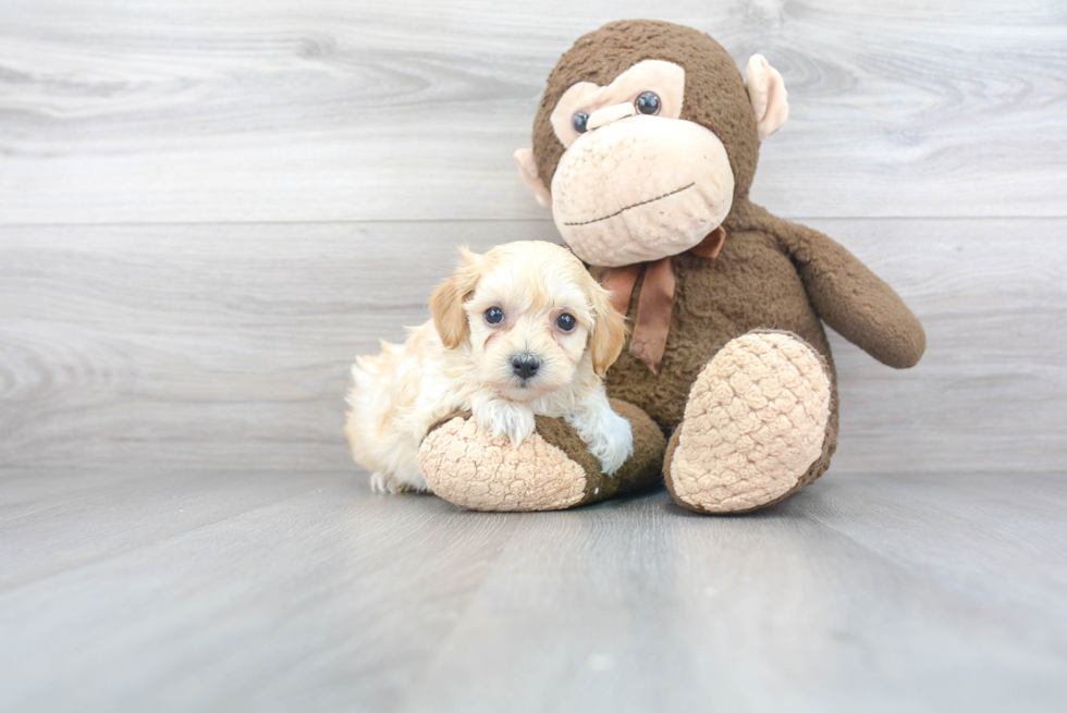 Maltipoo Puppy for Adoption