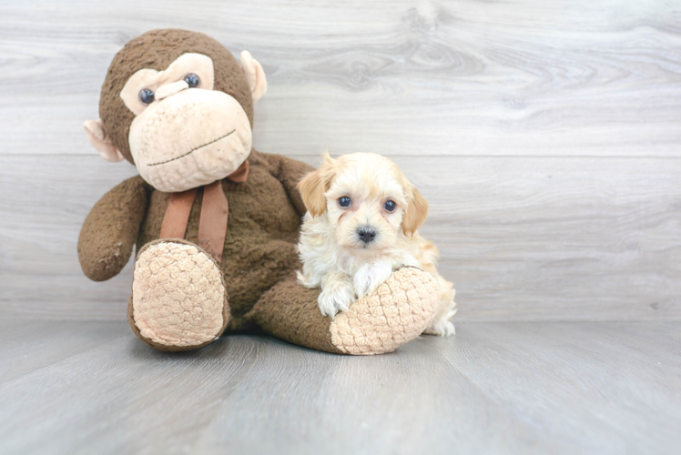 Maltipoo Puppy for Adoption