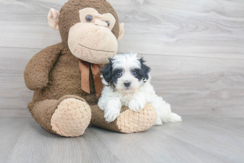 Maltipoo Puppy for Adoption