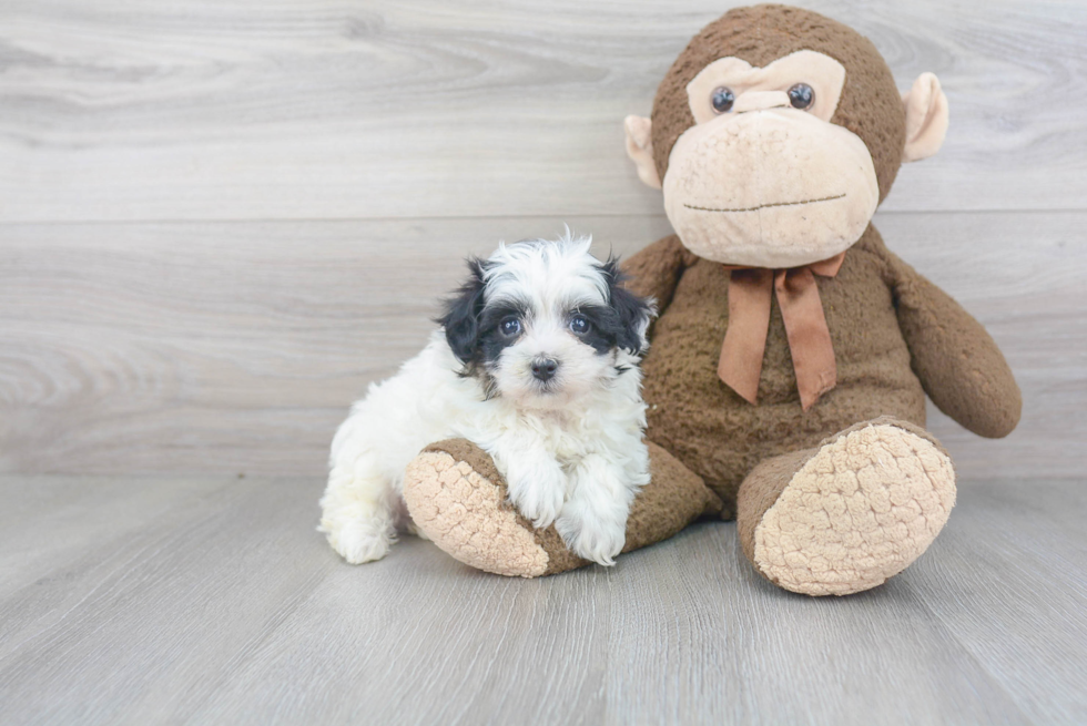 Maltipoo Pup Being Cute