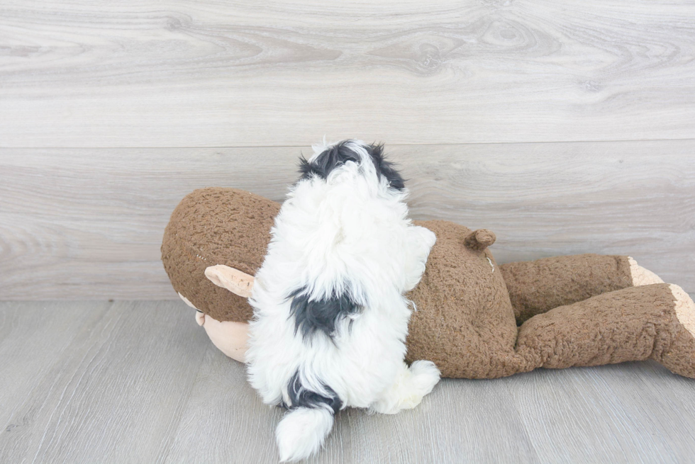 Fluffy Maltipoo Poodle Mix Pup