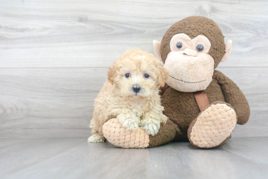 Energetic Maltepoo Poodle Mix Puppy