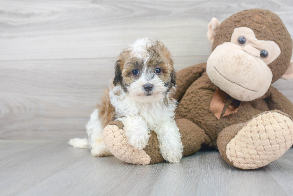 Sweet Maltipoo Baby