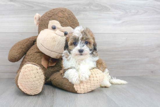 Cute Maltipoo Baby