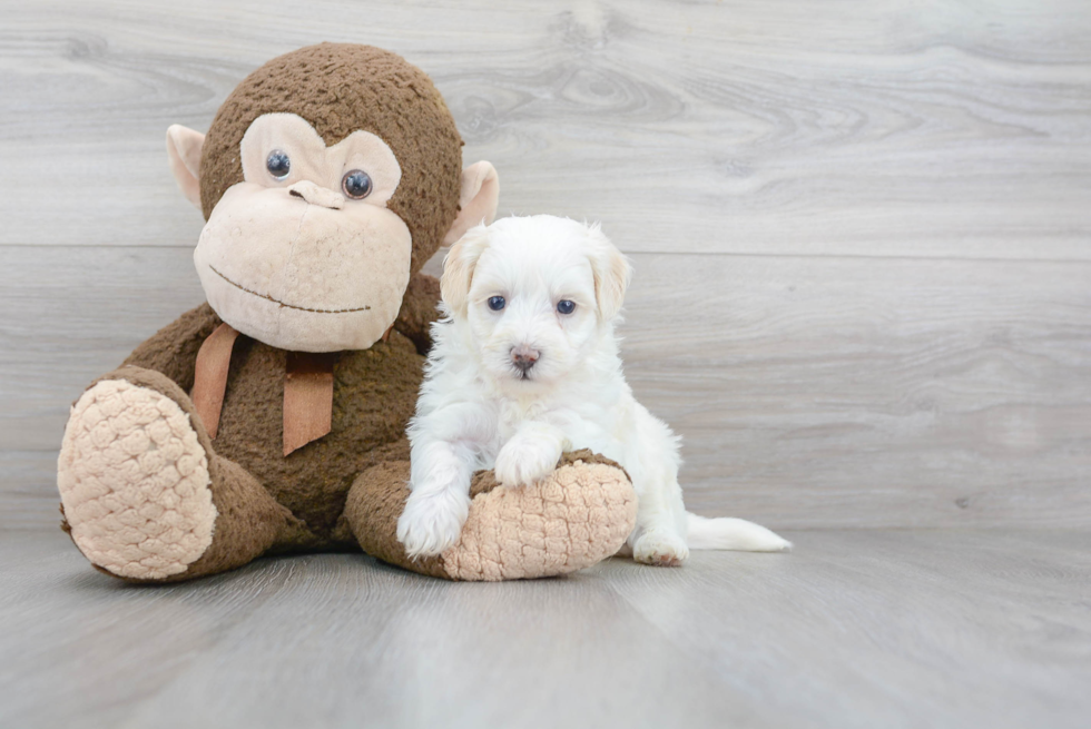 Hypoallergenic Maltepoo Poodle Mix Puppy