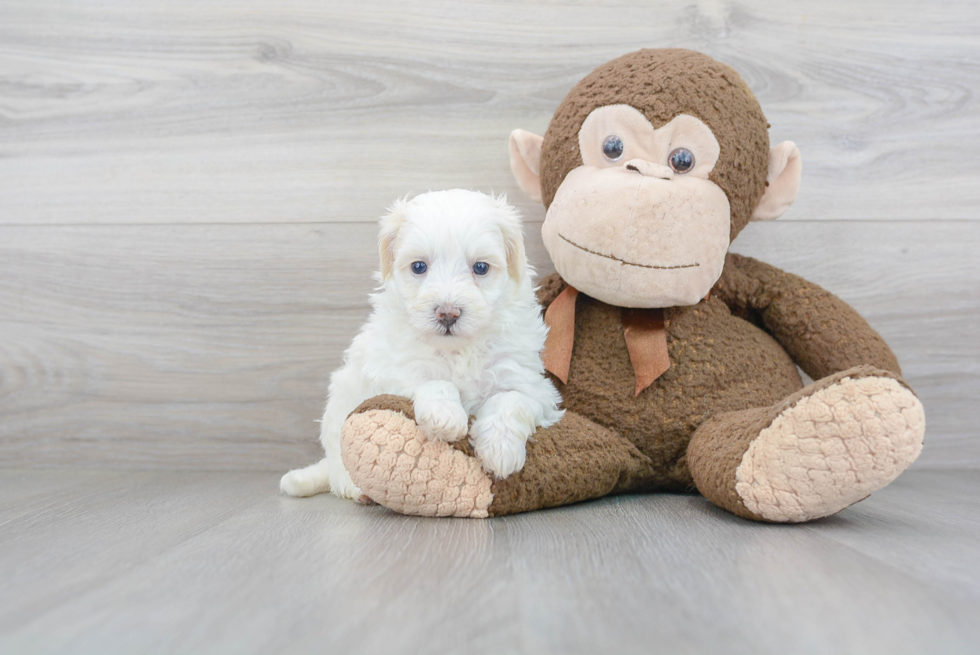 Playful Maltepoo Poodle Mix Puppy