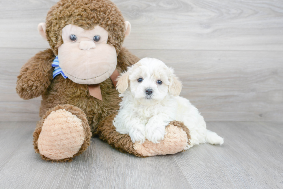 Maltipoo Puppy for Adoption