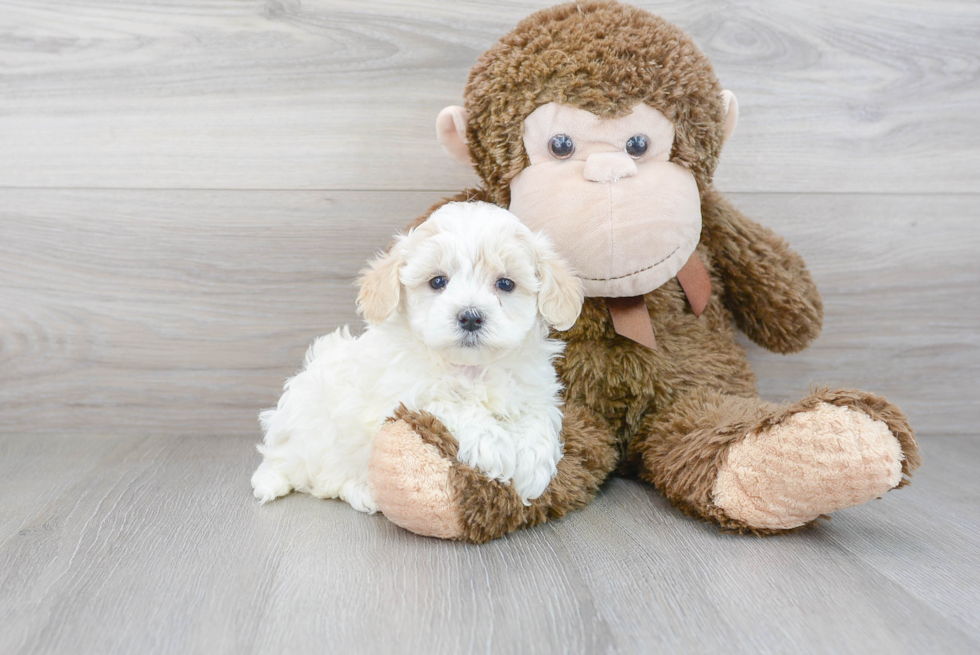 Best Maltipoo Baby