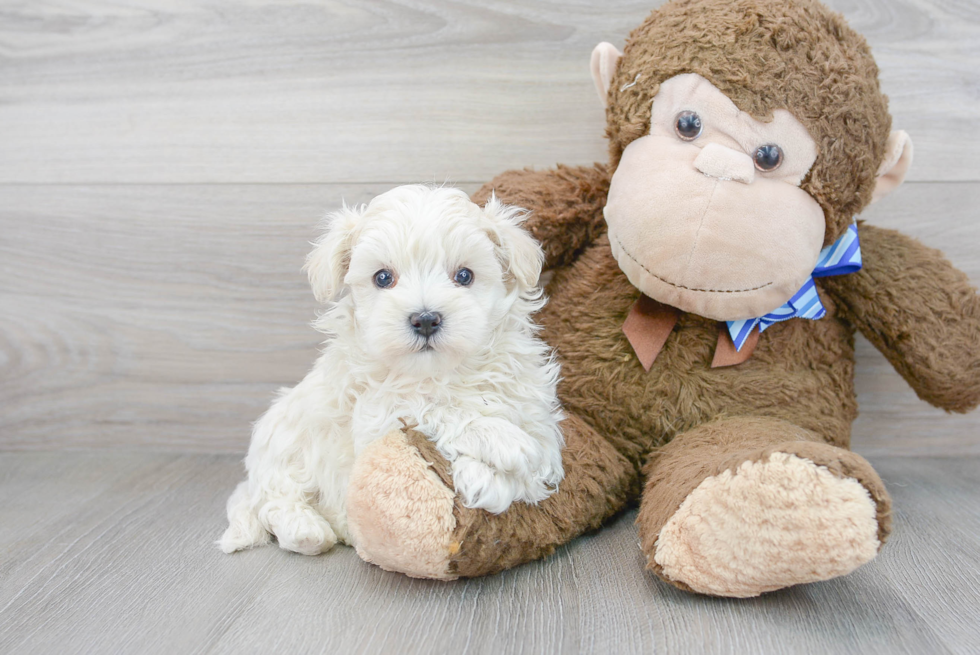 Maltipoo Pup Being Cute