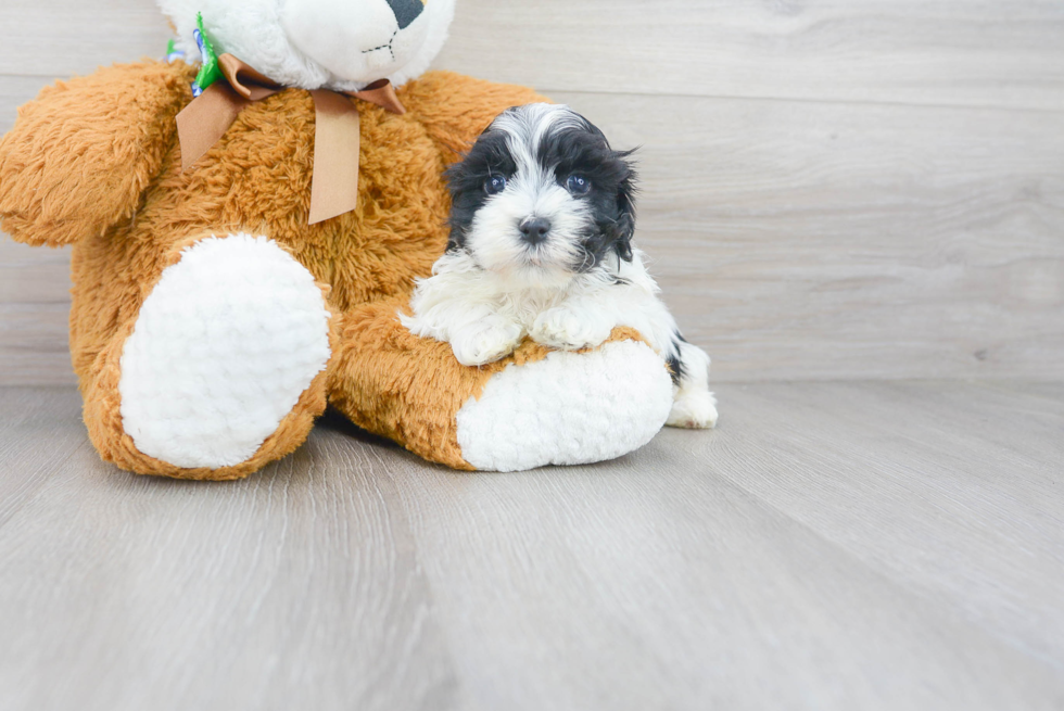 Small Maltipoo Baby