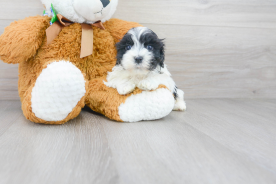 Small Maltipoo Baby