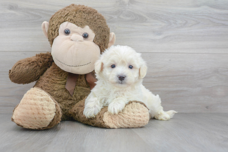 Maltipoo Puppy for Adoption