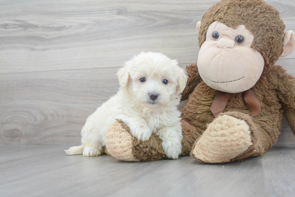 Cute Maltepoo Poodle Mix Puppy