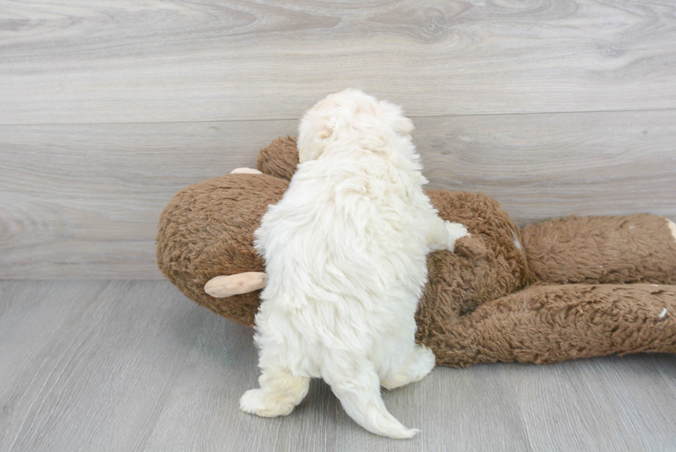 Best Maltipoo Baby