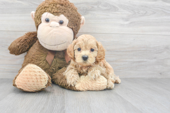 Funny Maltipoo Poodle Mix Pup