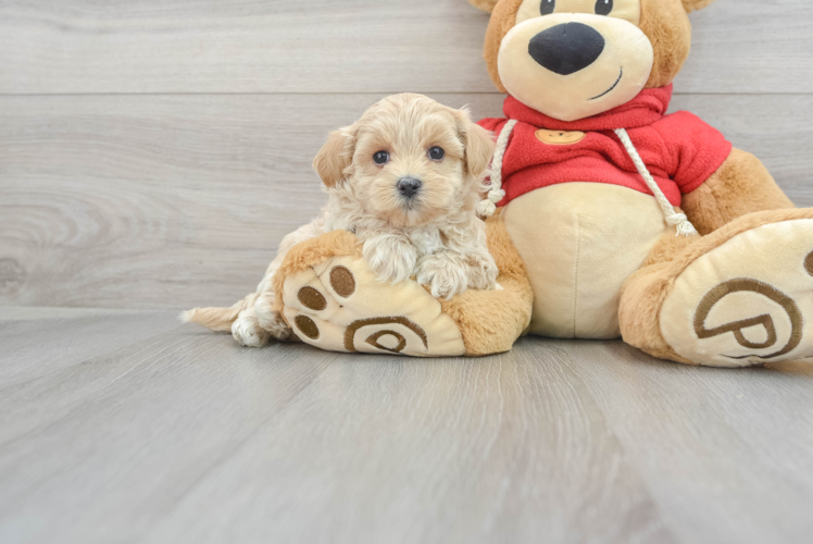 Cute Maltipoo Baby