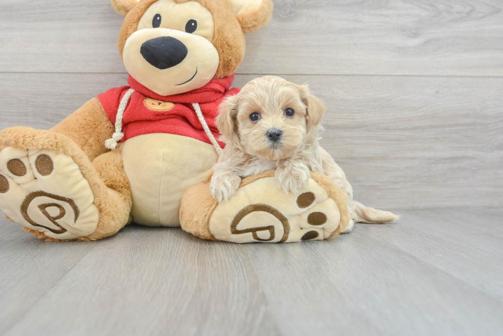 Happy Maltipoo Baby