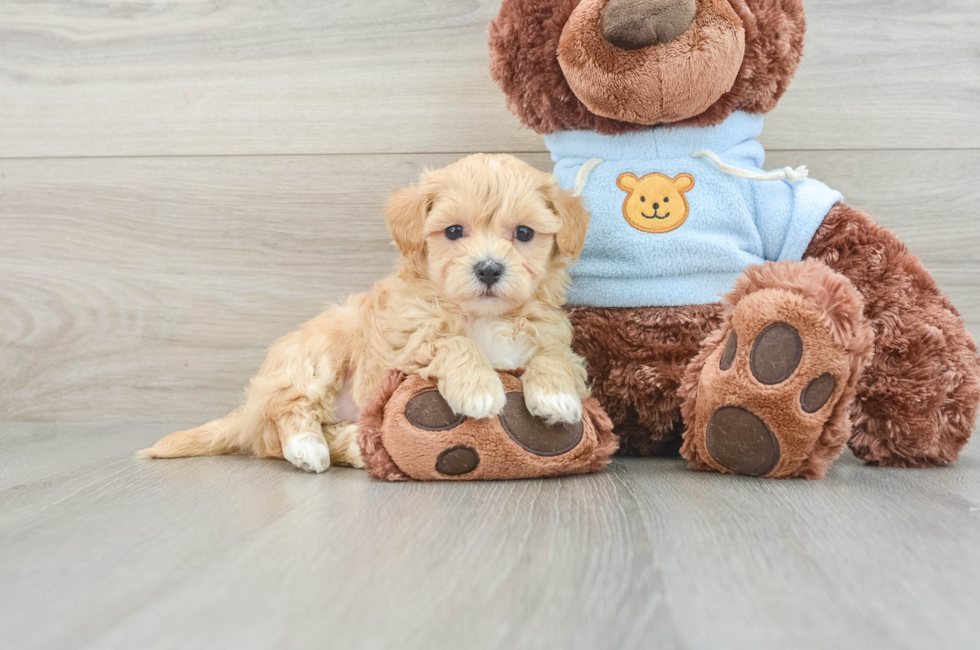 8 week old Maltipoo Puppy For Sale - Premier Pups