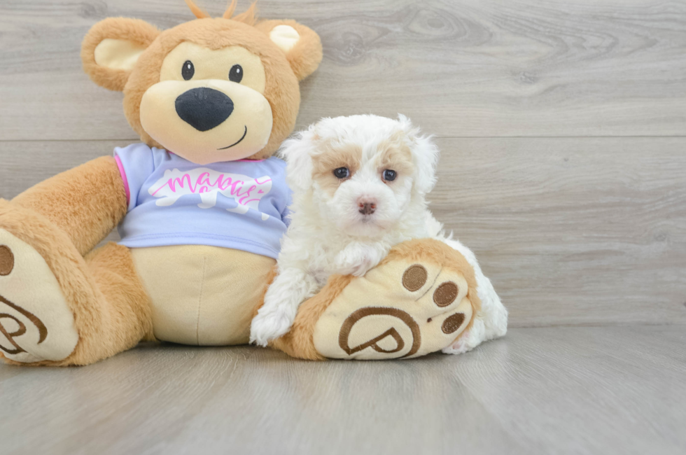 5 week old Maltipoo Puppy For Sale - Premier Pups