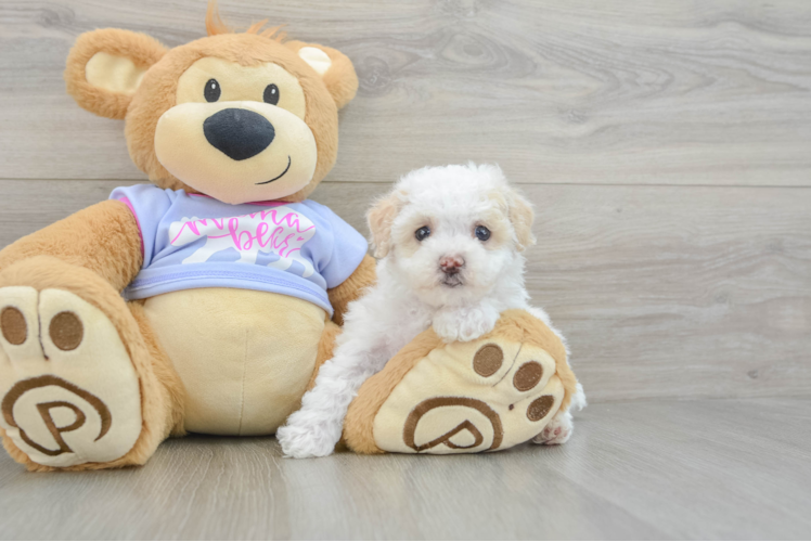 Maltipoo Pup Being Cute