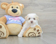 8 week old Maltipoo Puppy For Sale - Premier Pups