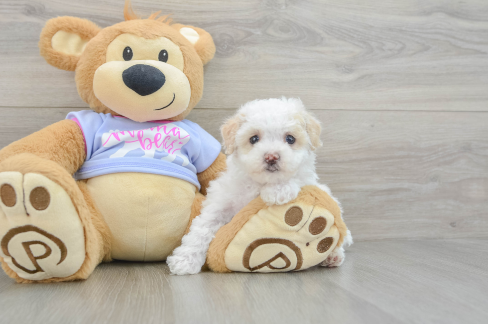 6 week old Maltipoo Puppy For Sale - Premier Pups