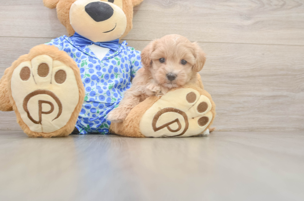 5 week old Maltipoo Puppy For Sale - Premier Pups