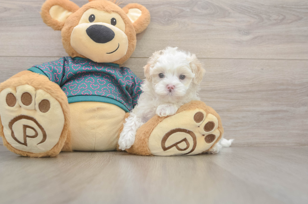 5 week old Maltipoo Puppy For Sale - Premier Pups