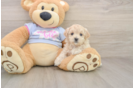 Funny Maltipoo Poodle Mix Pup
