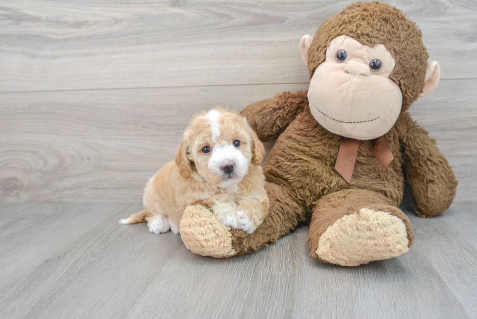 Maltipoo Pup Being Cute