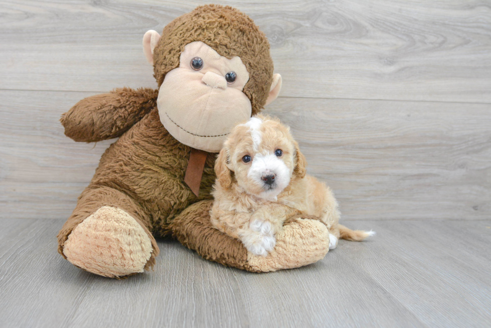 Energetic Maltepoo Poodle Mix Puppy