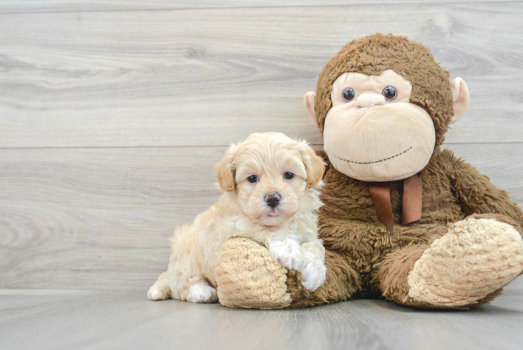 Cute Maltipoo Baby