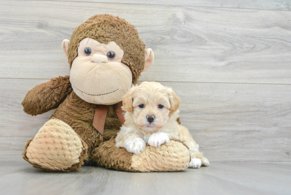 Best Maltipoo Baby