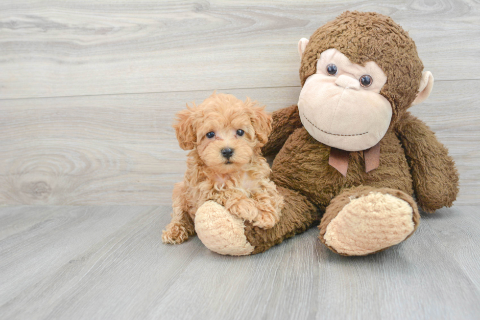 Maltipoo Puppy for Adoption