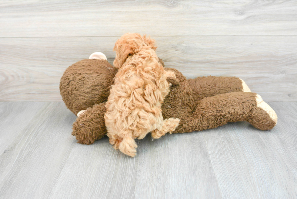 Maltipoo Pup Being Cute